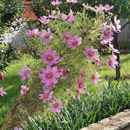 Romantic Flower Апартаменты *